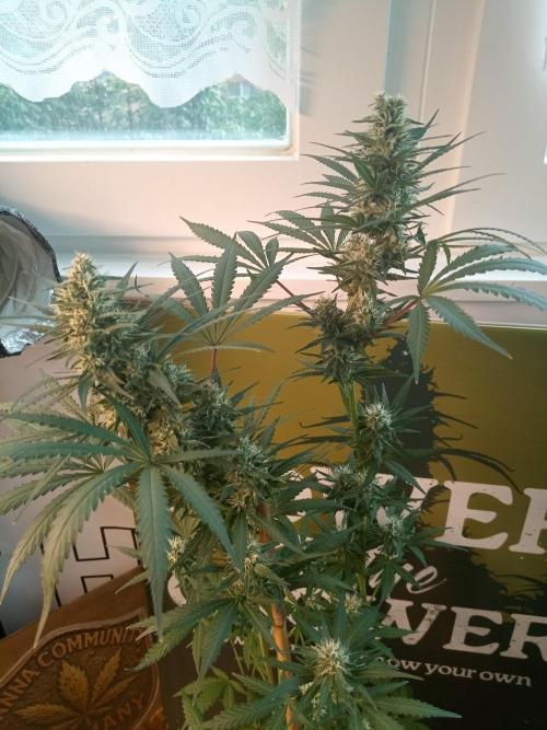 CCG OSS Projekt. Week 12