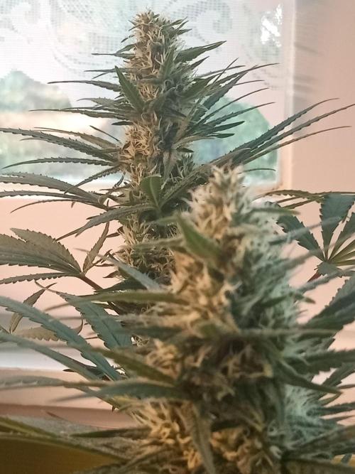 CCG OSS Projekt. Week 12
