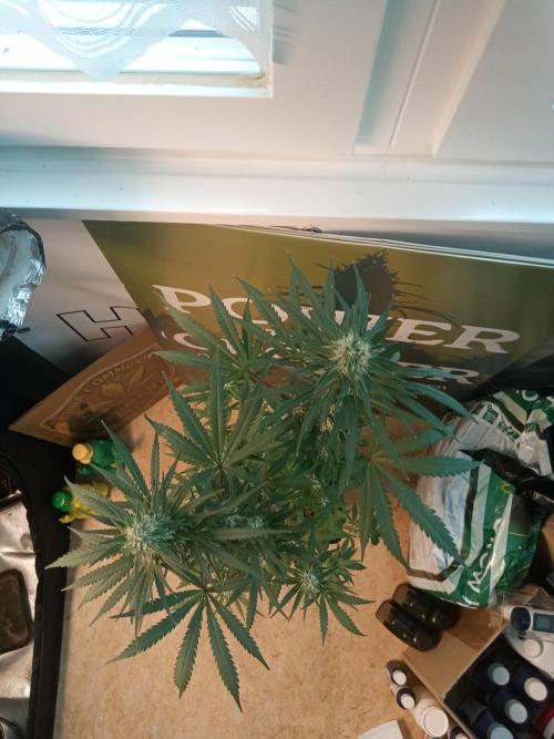CCG OSS Projekt. Week 12
