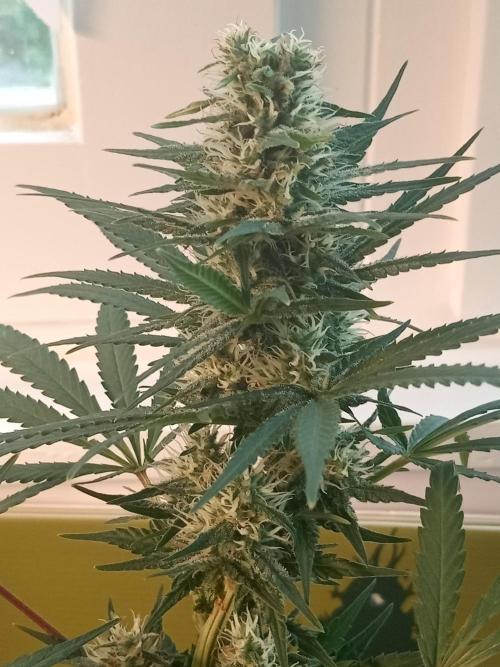 CCG OSS Projekt. Week 12