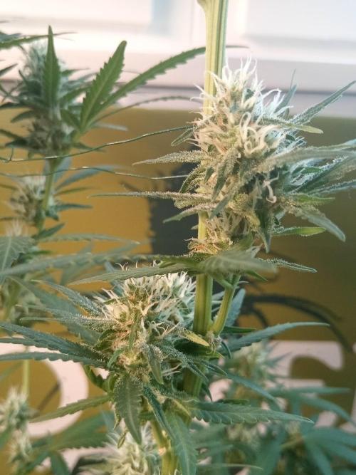 CCG OSS Projekt. Week 12