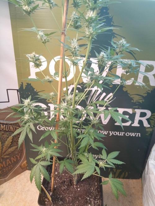Ghost Train Power. Week 12