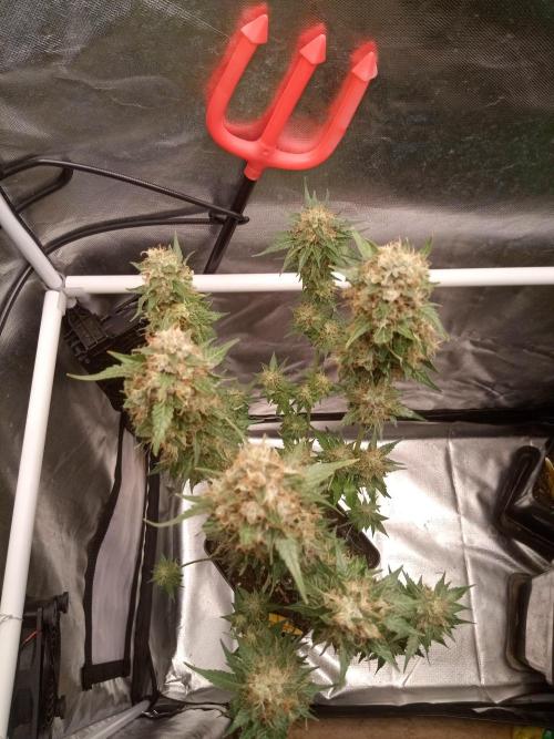 CCG OSS Projekt. Week 13