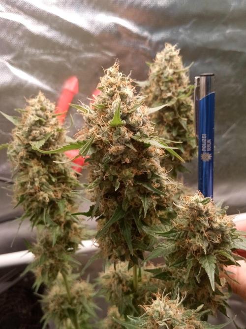 Pink Rozay. Week 13