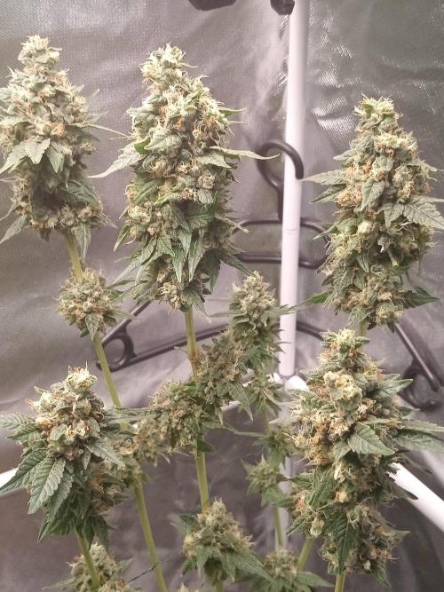 CCG OSS Projekt. Week 13
