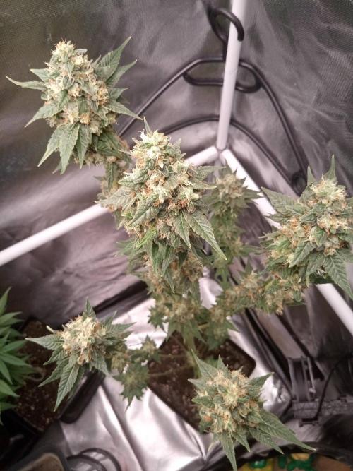 CCG OSS Projekt. Week 13