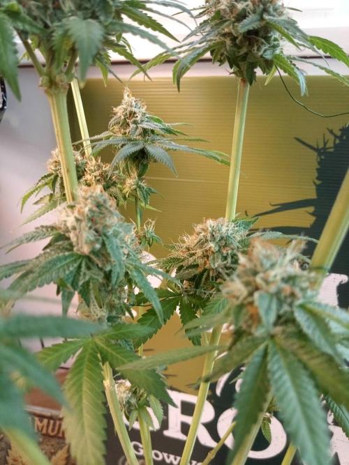 CCG OSS Projekt. Week 12