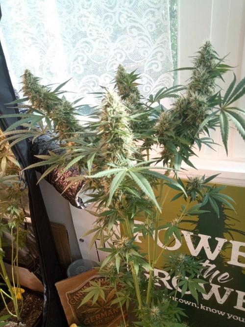 CCG OSS Projekt. Week 11
