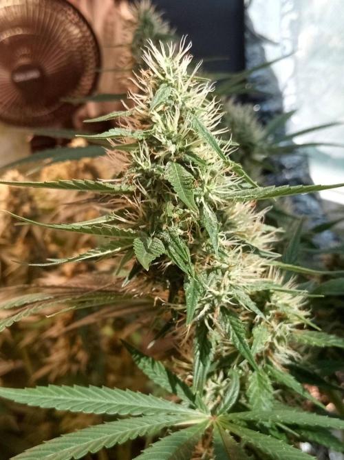 CCG OSS Projekt. Week 11