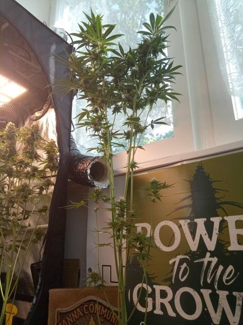 CCG OSS Projekt. Week 11