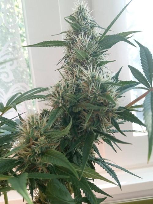 CCG OSS Projekt. Week 11