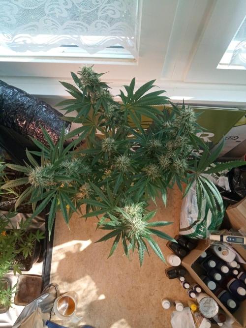 CCG OSS Projekt. Week 11