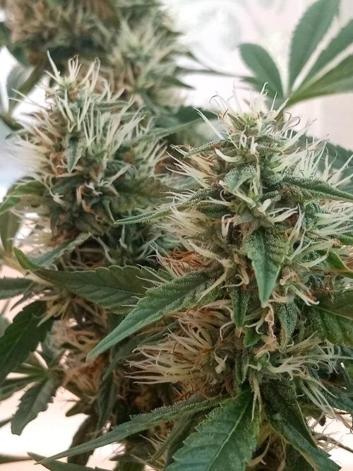 CCG OSS Projekt. Week 11