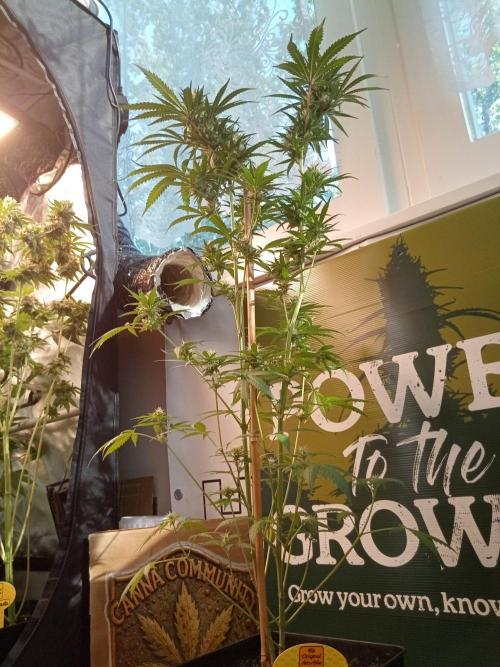 CCG OSS Projekt. Week 13