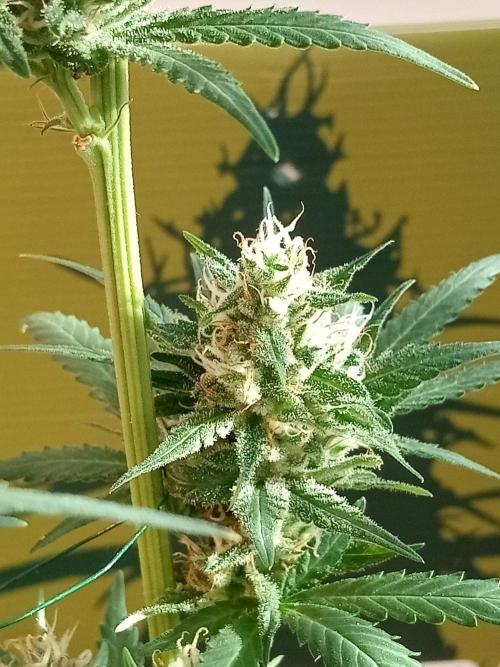 CCG OSS Projekt. Week 13