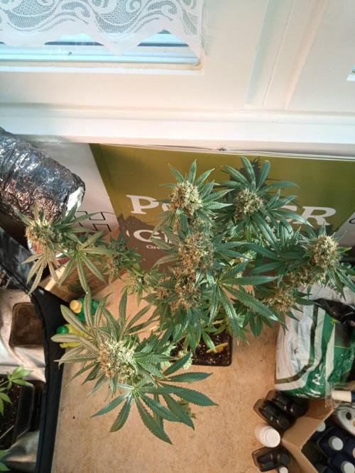 CCG OSS Projekt. Week 13