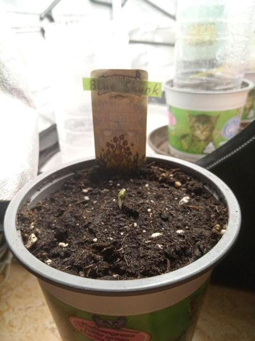 CCG SS Projekt. Week 0