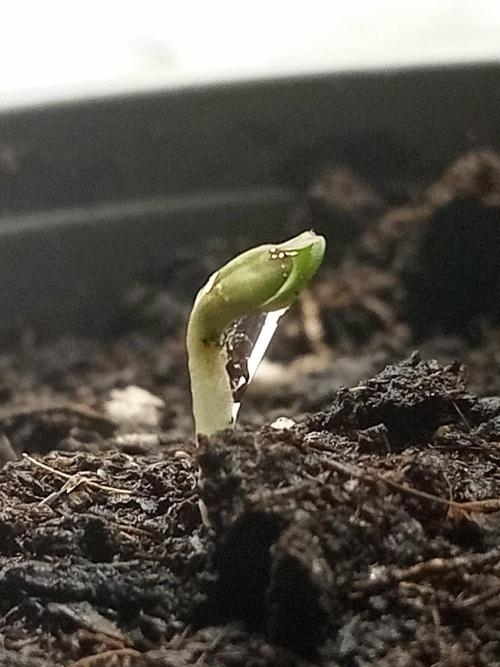 CCG SS Projekt. Week 0