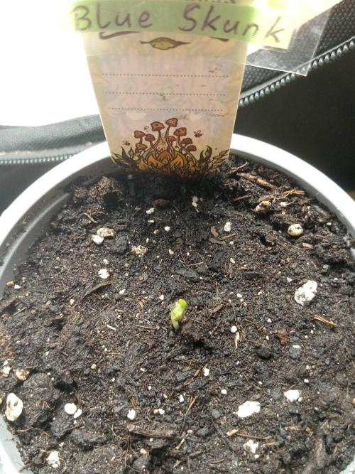 CCG SS Projekt. Week 0
