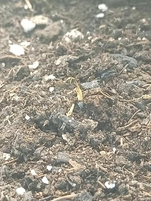 CCG SS Projekt. Week 0