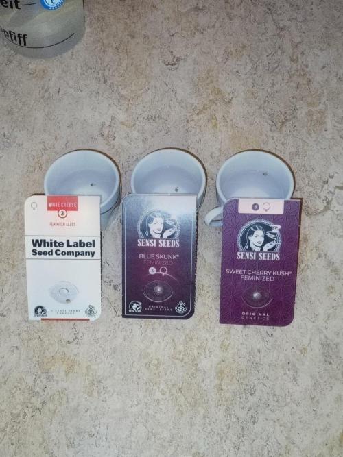 CCG SS Projekt. Week 0