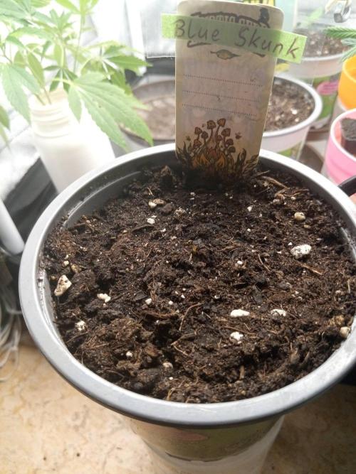 CCG SS Projekt. Week 1