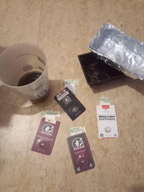 CCG SS Projekt. Week 0