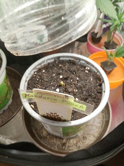 CCG SS Projekt. Week 0