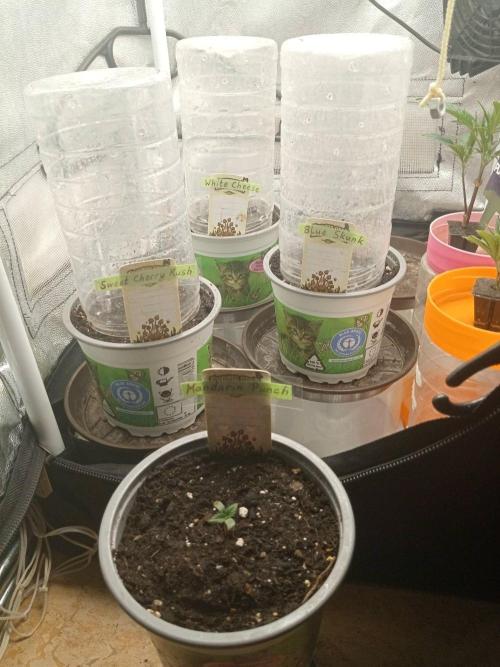 CCG SS Projekt. Week 0