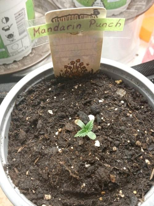 CCG SS Projekt. Week 0