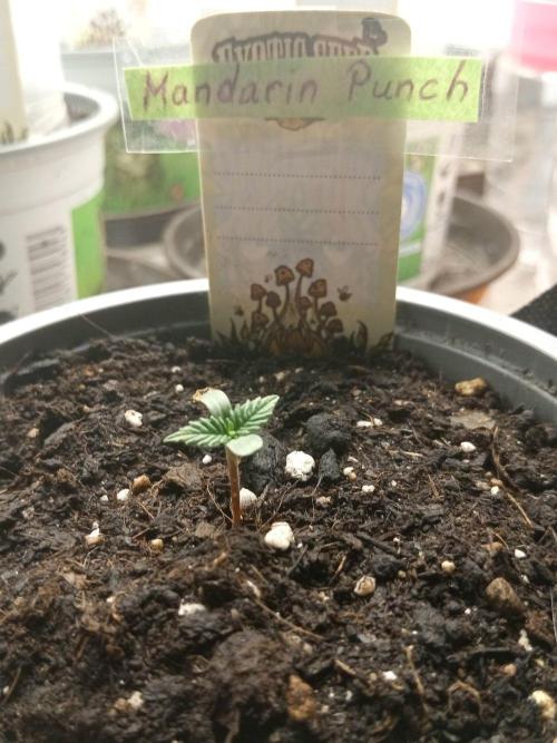 CCG SS Projekt. Week 0