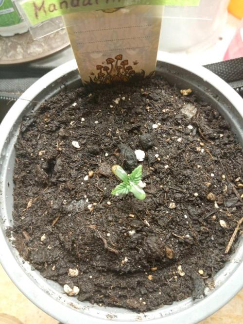 CCG SS Projekt. Week 0