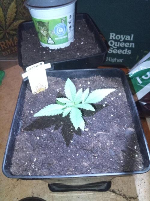 CCG SS Projekt. Week 2
