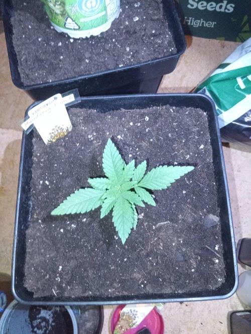 CCG SS Projekt. Week 2