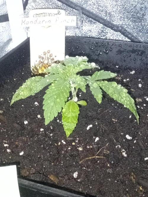 CCG SS Projekt. Week 2