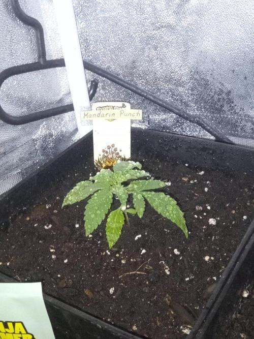 CCG SS Projekt. Week 2