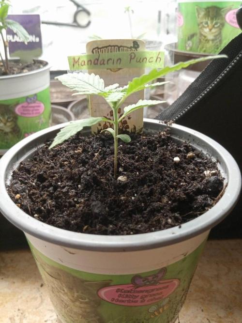 CCG SS Projekt. Week 1