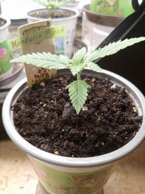 CCG SS Projekt. Week 1