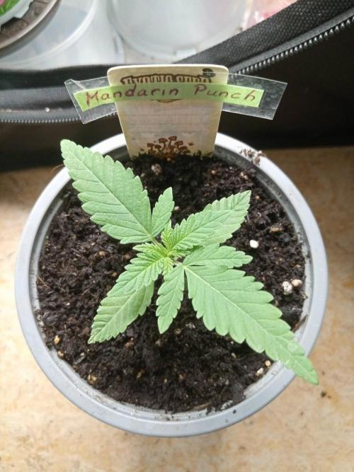 CCG SS Projekt. Week 1