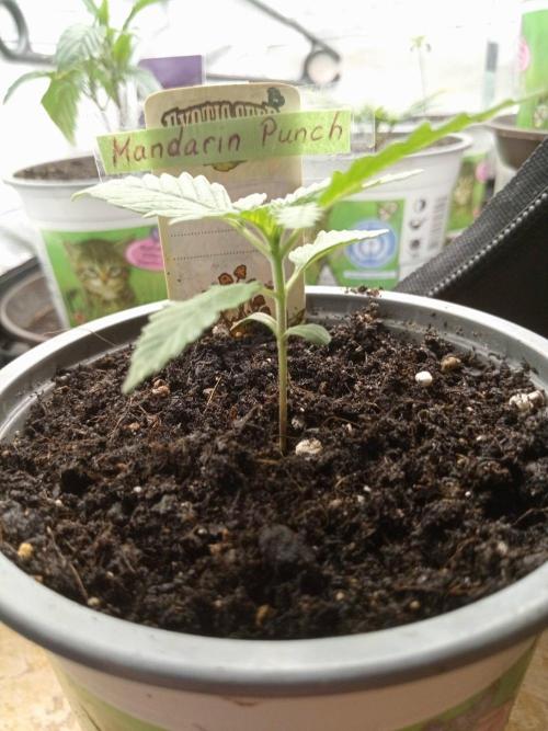 CCG SS Projekt. Week 1