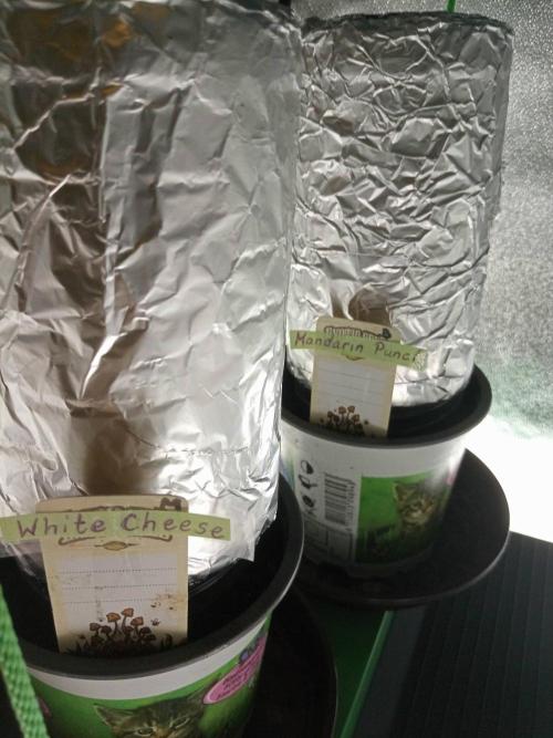 CCG SS Projekt. Week 0