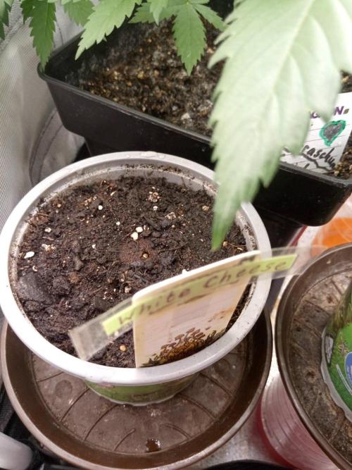 CCG SS Projekt. Week 0