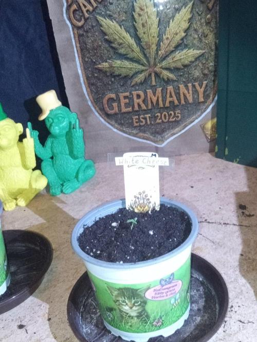 CCG SS Projekt. Week 0