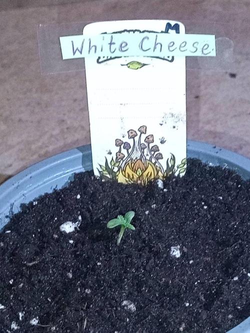 CCG SS Projekt. Week 0