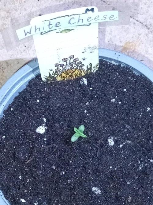 CCG SS Projekt. Week 0