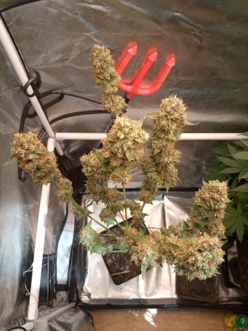 CCG OSS Projekt. Week 14
