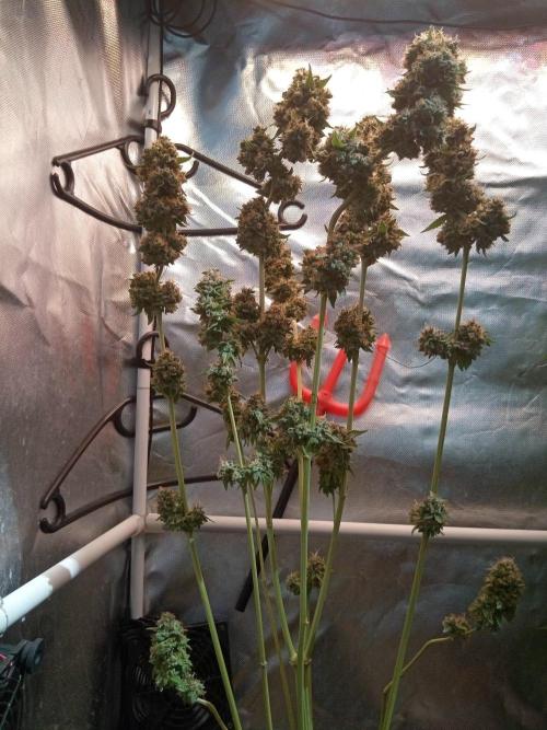CCG OSS Projekt. Week 14