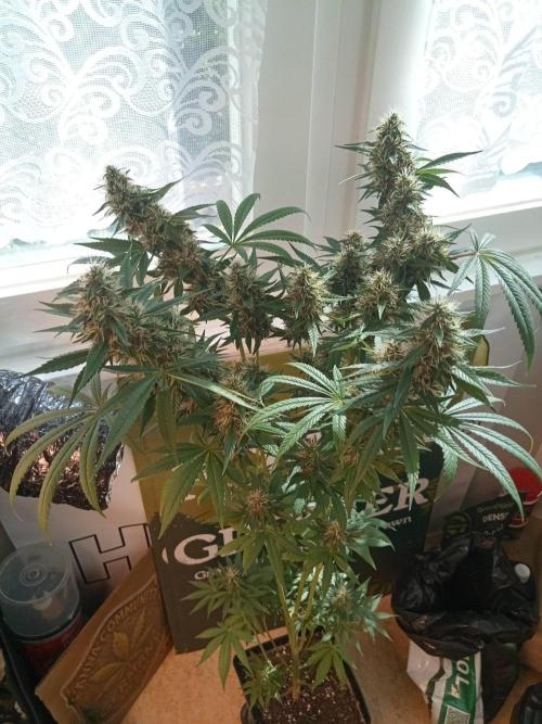 CCG OSS Projekt. Week 12