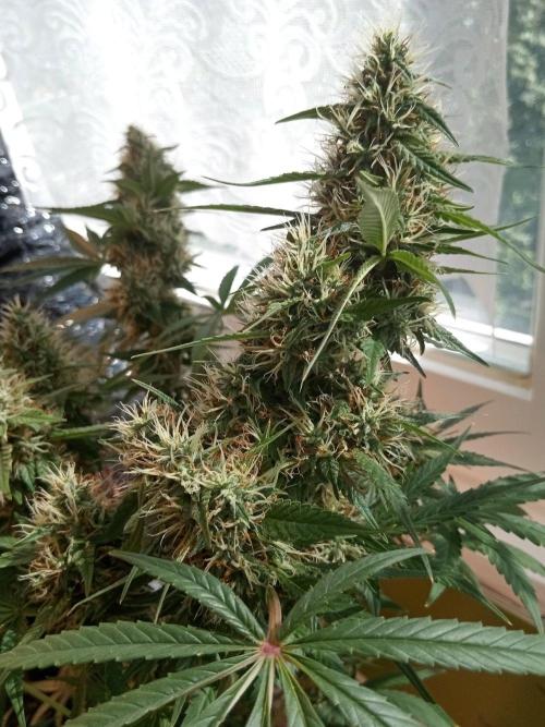 CCG OSS Projekt. Week 12