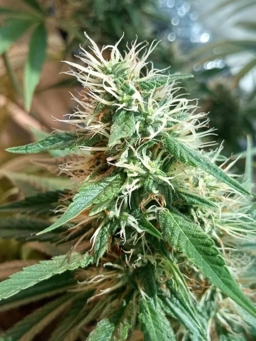 CCG OSS Projekt. Week 12